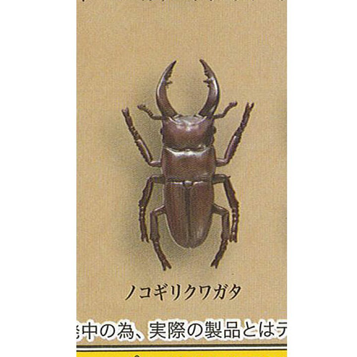 楽天市場 甲虫採集 標本 Wood 9 ノコギリクワガタ エール 昆虫 ガチャポン ガチャガチャ ガシャポン 遊you 楽天市場店