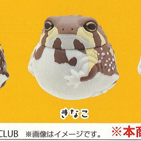 フクラガエル ケープ