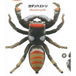 カプセルQ ミュージアム 日本の 蜘蛛 ストラップ コレクション クモコレ 3:ヨダンハエトリ 海洋堂 ガチャポン ガチャガチャ ガシャポン