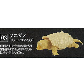 楽天市場 ワニガメの通販