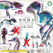 楽天市場】透明 標本の通販