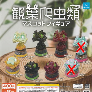 ϗt঒ }XRbg tBMA / 6Zbg Qualia K`| K`K` KV|