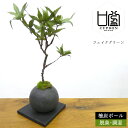 フェイクグリーン 盆栽 [ モミジ 檜炭ボール ] 造花 観葉植物 もみじ 盆栽 フェイクリアル 和風 インテリアグリーン 和 モダン 消臭 脱臭 調湿 プレゼント ギフト おしゃれ 卓上 置物 飾り 雑貨 インテリア 紅葉 もみじ 日本製 カップボン プリマ ラッピング可