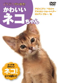 【1628円以上送料無料・新品】どうぶつだいすき かわいいネコちゃん