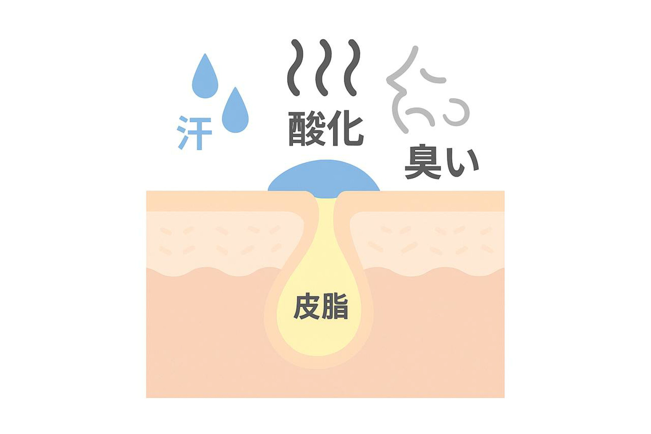 洗い流し切れなかった皮脂が毛穴に残り臭いの原因となる