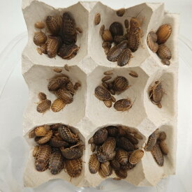 【邑楽ファーム】 活デュビア サイズMIX 約700匹 活餌 爬虫類 両生類