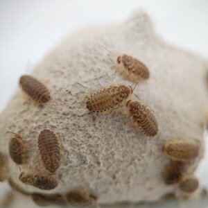 yWyt@[z frA SSTCY 700C 8~15mmx a ঒ 