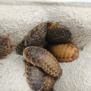 yWyt@[z frA MLTCY 300C 28~35mmx a ঒ 