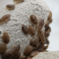 【邑楽ファーム】 活デュビア Sサイズ 約600匹 13~20mm程度 活餌 爬虫類 両生類