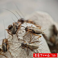 【邑楽ファーム】 活フタホシコオロギ Mサイズ 約400匹 16~20mm程度 活餌 爬虫類 両生類