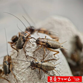 【邑楽ファーム】 活フタホシコオロギ Mサイズ 約400匹 16~20mm程度 活餌 爬虫類 両生類