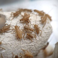 【邑楽ファーム公式】 活イエコオロギ Sサイズ 6~10mm程度 活餌 爬虫類 両生類