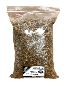 Wyt@[ ~[ 1000g nX^[ K nlY~ X   a GT ^ Ai ঒ T J