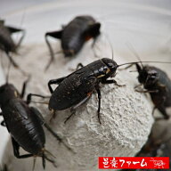 【邑楽ファーム】 活クロコオロギ メガサイズ 約100匹 22~27mm程度 活餌 爬虫類 両生類