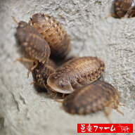【邑楽ファーム】 活デュビア Mサイズ 約400匹 23~30mm程度 活餌 爬虫類 両生類
