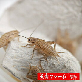 【邑楽ファーム】 活ヨーロッパイエコオロギ Mサイズ 約500匹 12~16mm程度 活餌 爬虫類 両生類