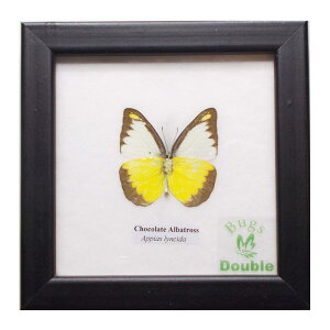 z W{  `R[gEAogX Chocolate Albatross