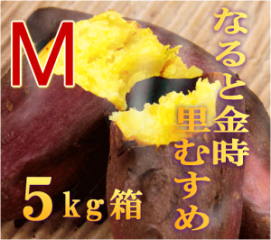uނ߁v5L GM