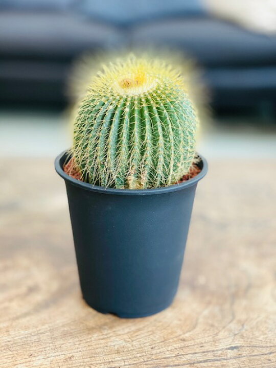 楽天市場 癒しのボタニカルライフ 観葉植物 プラ鉢 サボテン ワラシー エリオカクタス 送料 ラッピング 札無料 各種お祝い インテリア 淡路島のお花屋さん
