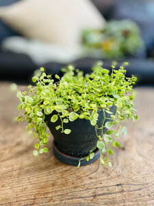 観葉植物 ペペロミアの人気商品 通販 価格比較 価格 Com