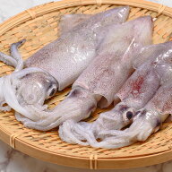 淡路島産 ヒイカ 1キロ 不揃い 冷凍 淡路島 鮮魚 淡路島鮮魚 おつまみ ボイル イカ 烏賊 酢味噌和え 万能…