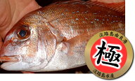 【漁港直送 お刺身用】淡路島由良産極上活締め天然桜鯛約500〜600g 　 水揚げによってはこの大きさがない…