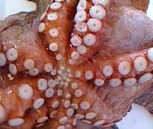淡路島 魚介類 イカ タコの人気商品 通販 価格比較 価格 Com