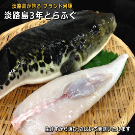 淡路島3年とらふぐ　まるごと1匹【発送当日にさばいてお届け♪】【配送日指定OK】【選べるおまけ付き】【販売期間：11月～3月】【白子持ちは12月～1月】（てっさ・てっちり用）サンネントラフグ・さんねんとらふぐ