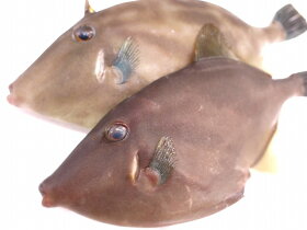 楽天市場 鮮魚 魚類 ウマズラ 淡路島発 島のさかな屋 花光