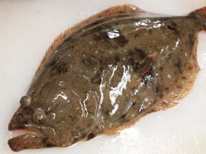 WHYVRqi߁jhgpiЂ߁Eځjy̔ԁFĊʔNz