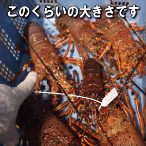 WHYVR(ɐGrECZGrEɐCVjyyMt_̂zyzyΕzyMtgzy̔ԁFʔNz