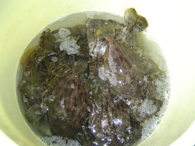 楽天市場 鮮魚 魚類 丸ハゲ 淡路島発 島のさかな屋 花光