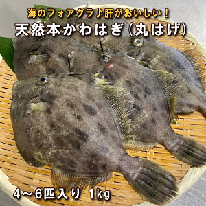 魚 カワハギ 天然の人気商品 通販 価格比較 価格 Com 魚 カワハギ 天然の人気商品 通販 価格比較 価格 Com
