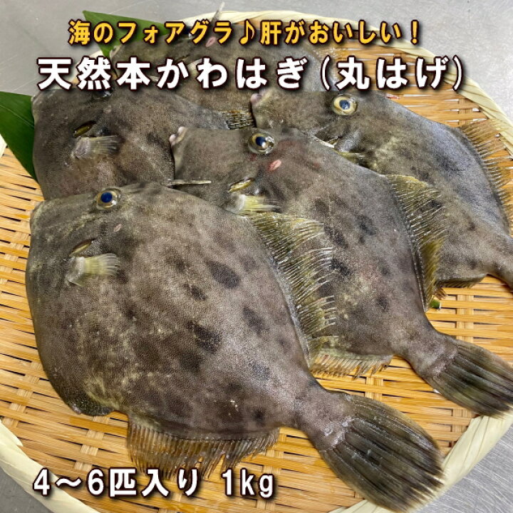 楽天市場 淡路島産天然カワハギ 丸はげ 4 6枚合計1kg 本かわはぎ 活じめ 〆 淡路島発 島のさかな屋 花光 楽天市場 淡路島産天然カワハギ 丸はげ 4 6枚合計1kg 本かわはぎ 活じめ 〆 淡路島発 島のさかな屋 花光