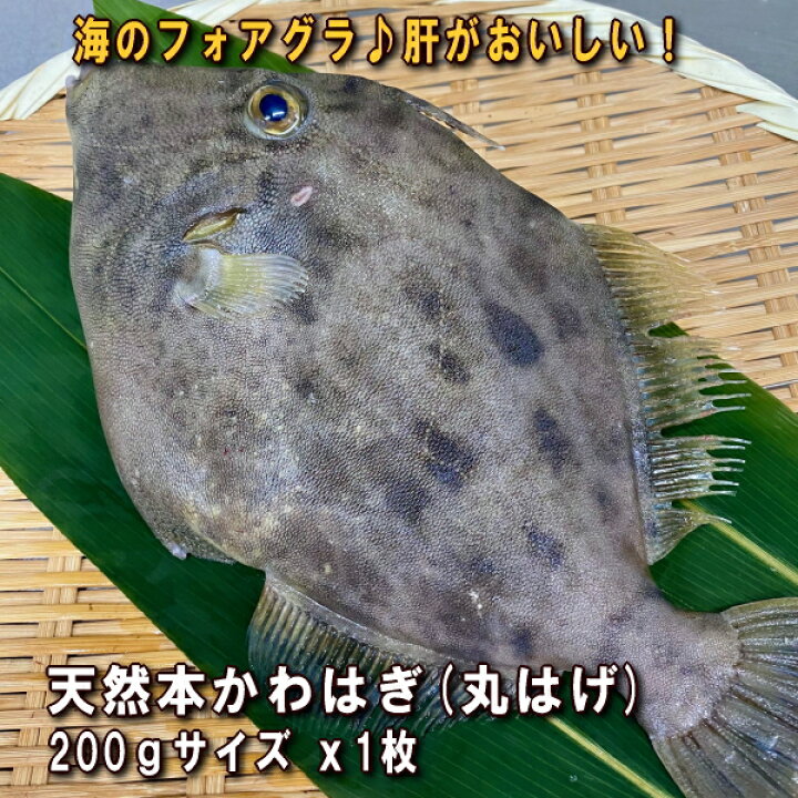 楽天市場 淡路産かわはぎ 丸 丸はげ 本カワハギ 1枚0g前後 活〆即日発送 淡路島発 島のさかな屋 花光 楽天市場 淡路産かわはぎ 丸 丸はげ 本カワハギ 1枚0g前後 活〆即日発送 淡路島発 島のさかな屋 花光