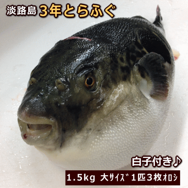 楽天市場】淡路島3年とらふぐ まるごと1匹【発送日にさばいてお届け