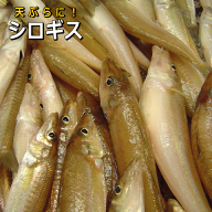 淡路島産キス（シロギス・キスゴ・天ぷら・刺身用）【販売期間：通年】