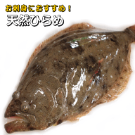 淡路島産天然ヒラメ（活じめ）お刺身用（ひらめ・平目）【販売期間：夏期除く通年】