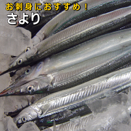 淡路島産さより（サヨリ・氷〆）【販売期間：9月～5月】