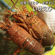 淡路島産天然活いせえび【訳あり→ヒゲ・足折れ】（イセエビ　伊勢海老　いせえび）【お歳暮】【お中元】…