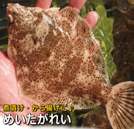 淡路島産メイタガレイ（活〆・めいたかれい）煮付け・から揚げ・お刺身用【販売期間：通年】
