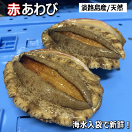 淡路産天然赤あわび（活）（赤アワビ・アカアワビ）【楽ギフ_のし】【お中元】【ギフト】【販売期間：通…