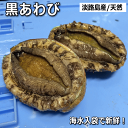 淡路島産天然黒あわび（活)（黒アワビ・クロアワビ）【お中元】【お歳暮】【ギフト】【父の日】【母の日】【販売期間…