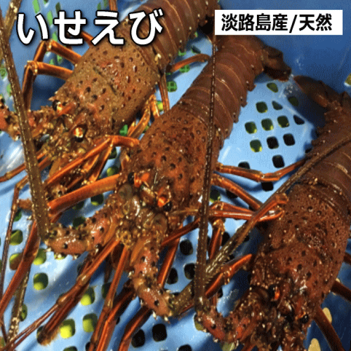 送込）本州最南端の地より　活け伊勢エビ　１０～１４尾で２キログラム（和歌山県産） 楽天市場】淡路島産天然活いせえび(伊勢エビ・イセエビ・伊勢