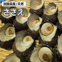淡路島産天然活さざえ（活サザエ/素もぐり漁獲品/栄螺/活きさざえ）【販売期間：通年】