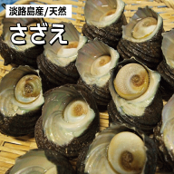 淡路島産天然活さざえ（活サザエ/素もぐり漁獲品/栄螺/活きさざえ）【販売期間：通年】