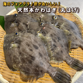 淡路島産天然本かわはぎ（お刺身用・薄づくり・煮付け・鍋用）（丸はげ・本カワハギ・活じめ・〆）【販売期間：10月～1月】