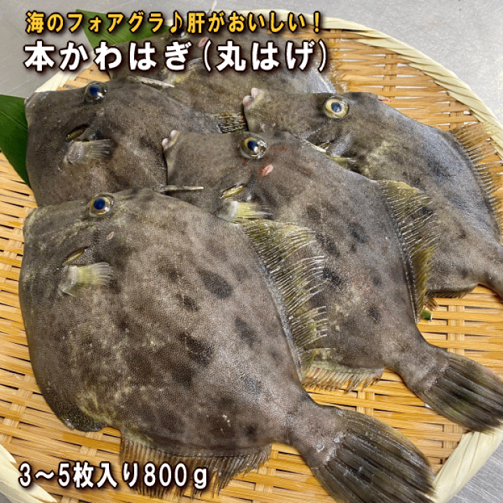 楽天市場】淡路島産天然かわはぎ（お刺身用・薄づくり用）（丸はげ・本 
