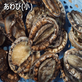 淡路島産天然活あわび(小)【楽ギフ_のし】（アワビ・鮑・あわび）