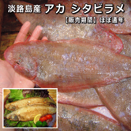 淡路島産アカ シタビラメ・赤舌平目（シタビラメ・あかした・アカシタ・しらびらめ）【販売期間：ほぼ通…